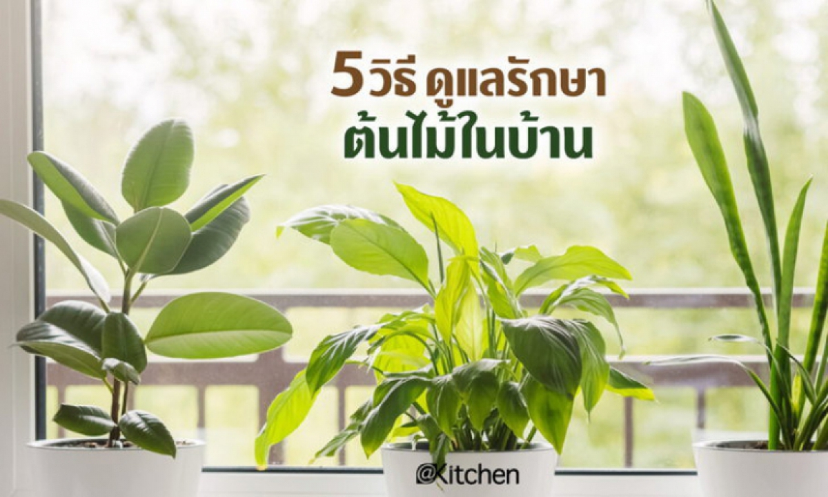 วิธีปลูกต้นไม้ในบ้าน เลี้ยงยังไงให้รอด