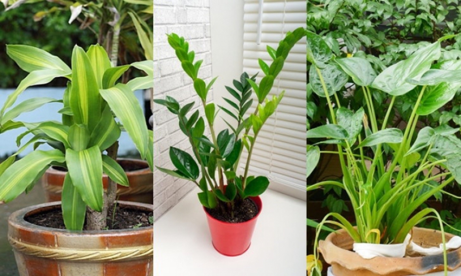 รวม 6 ต้นไม้มงคลฉบับ สายมู เรียกทรัพย์ เรียกโชค เพิ่มออกซิเจนให้ชีวิต